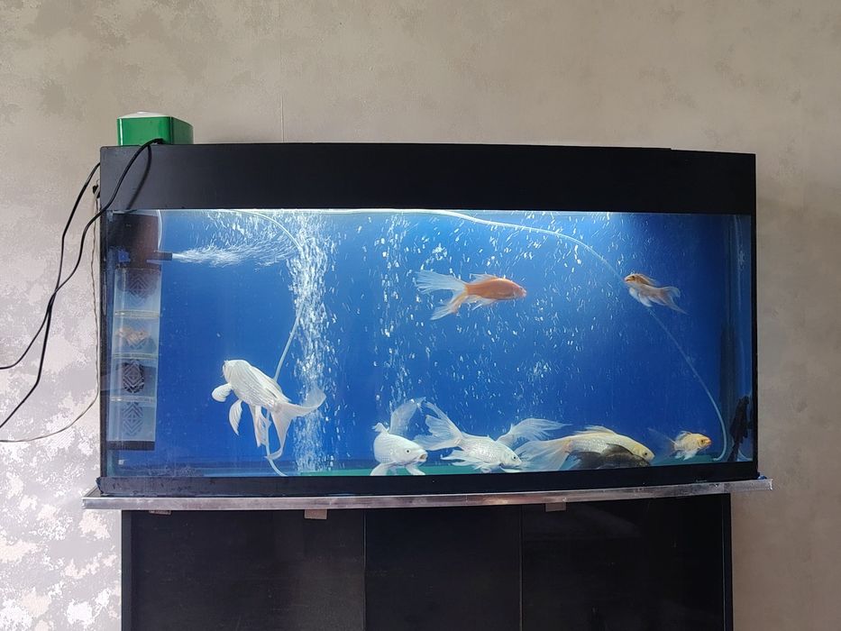 Akvarium Аквариум Рыбы комплект