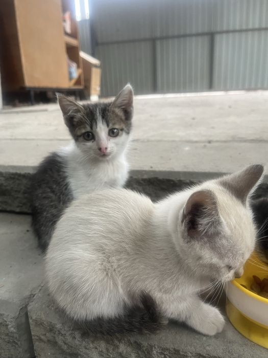 Отдам котят в хорошие руки