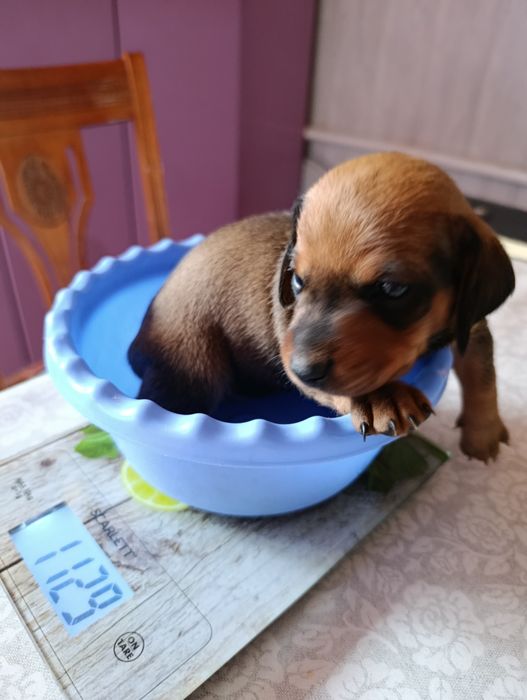 Продаю.Щенки таксы