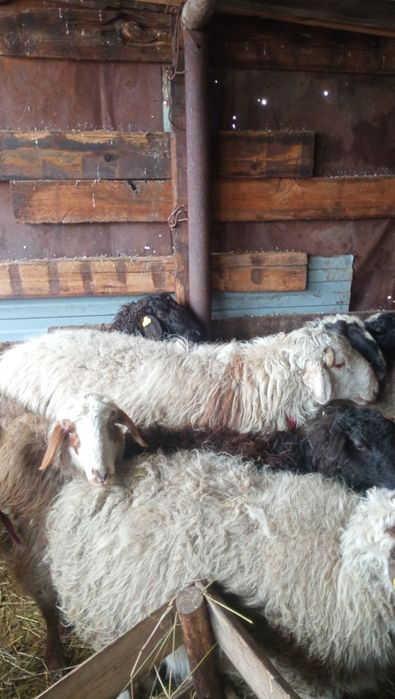 Кошкар 2 годовалый