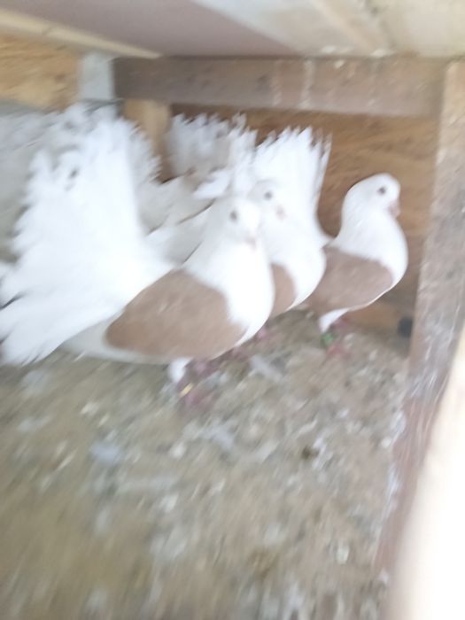 Vând porumbei rotați 150 perechea