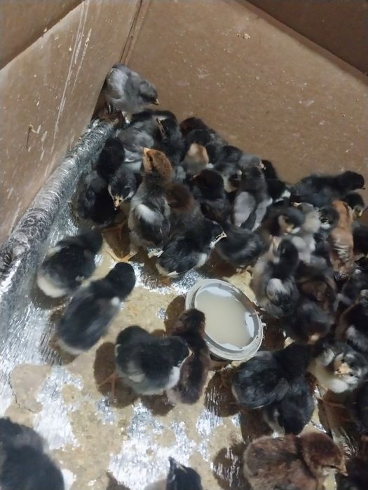 Кора шахзода жужалари