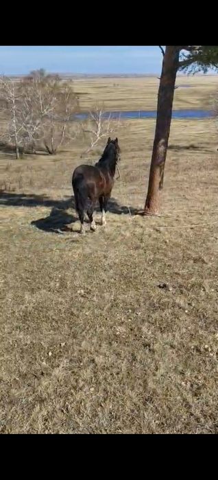 продам айгыр 6 летка мінгі уыйрде болған