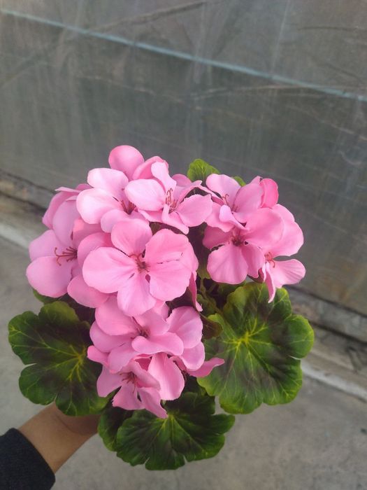 Oftobda rangi oʼchmaydigan uylar va  sovgʼauchun sunʼiy gullar