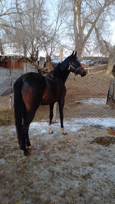 Тазақанды байтал