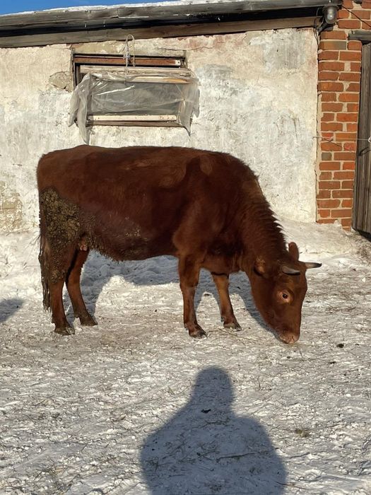 Продам жирная корова