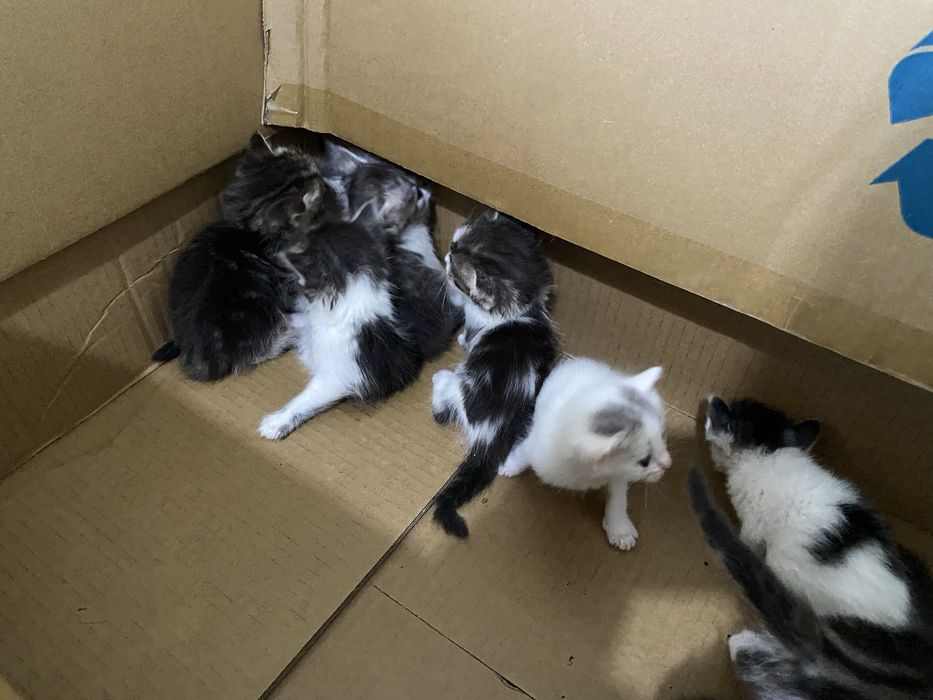 Котята в добрые руки