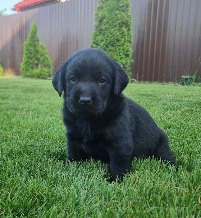 Labrador Retriever negru