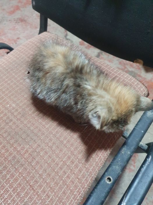 Домашний кошка parodasin blmiman leykin