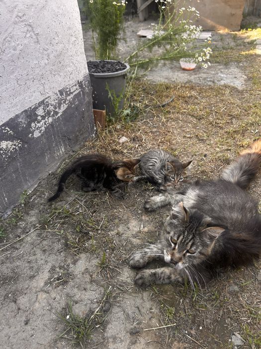 Продам котят( мама Мейн кун)
