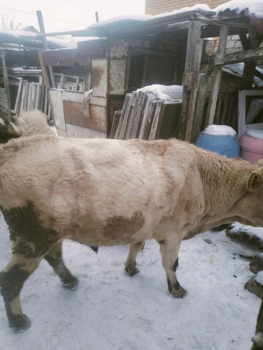 Продам Быково цена договорная