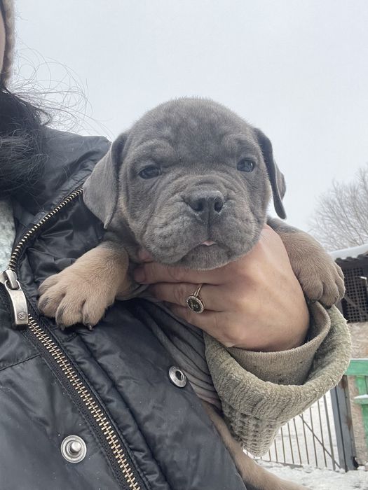 Щенки американский булли