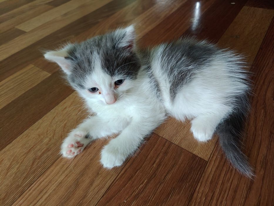 Отдам котят бесплатно