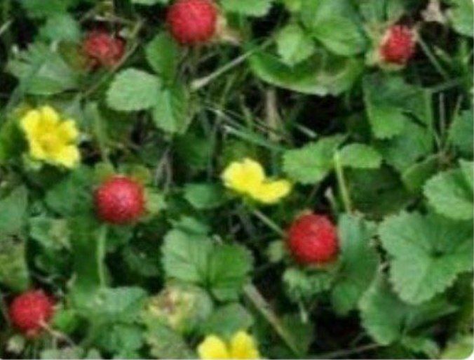 Продаются излишки своих садовых растений
Лютик - корешок 2000 сум
Брун