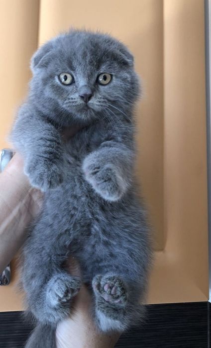 Скоттиш Шотландские Фолды