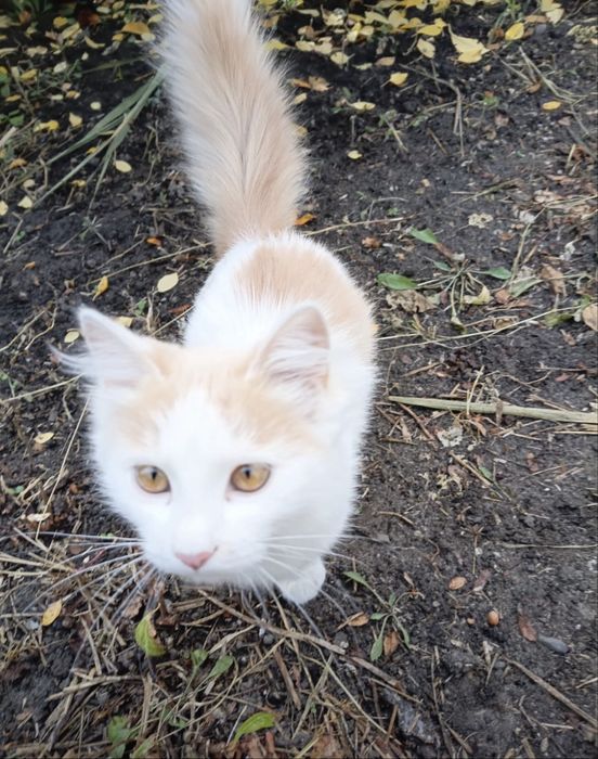 Отдам котёнка в добрые руки