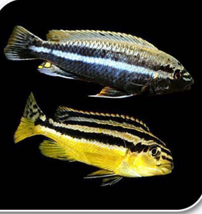 Auratus Melanochromis auratus pol xishnik akvarum baligi
