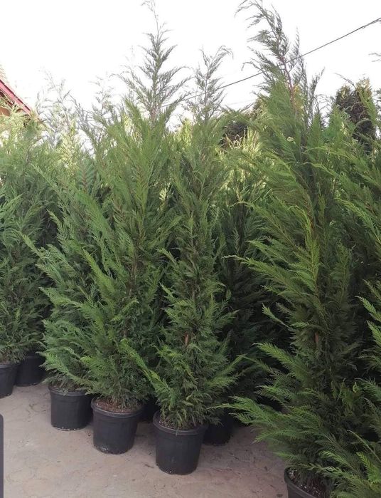 Cupressus leylandii 2.5m- 3m gard viu verde veșnic natural/ en-groos