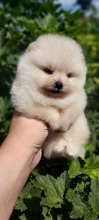 Щпиц девочка кремовая