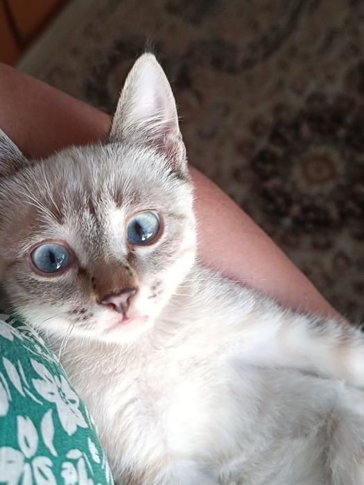 Сиамские котята продается