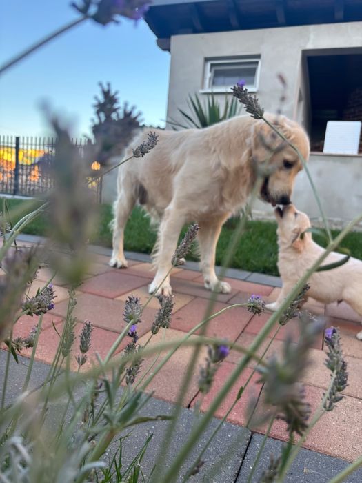 Căini  Golden Retriver