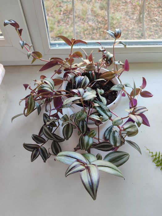 Традесканция полосатая