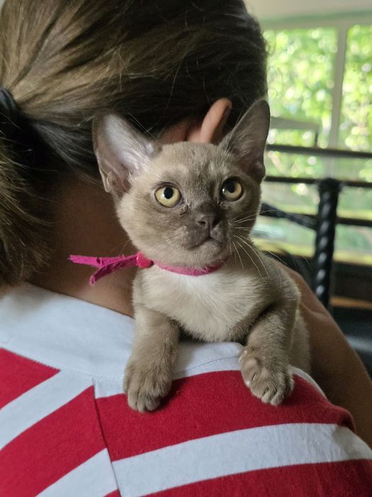 Котята Европейской бурмы 3 месяца
