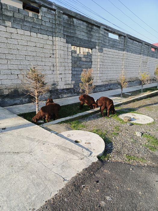 Куй кочкор сотамиз