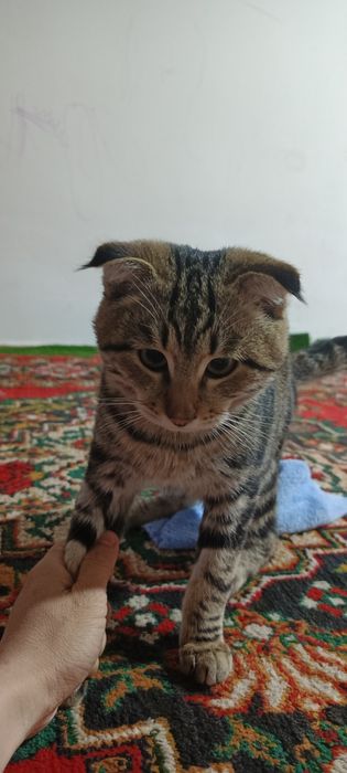 Мушук бенгальские угил бола 5ойлик