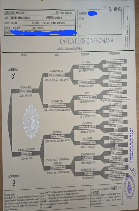 Femelă Ciobănesc Belgian Malinois pedigree Fci