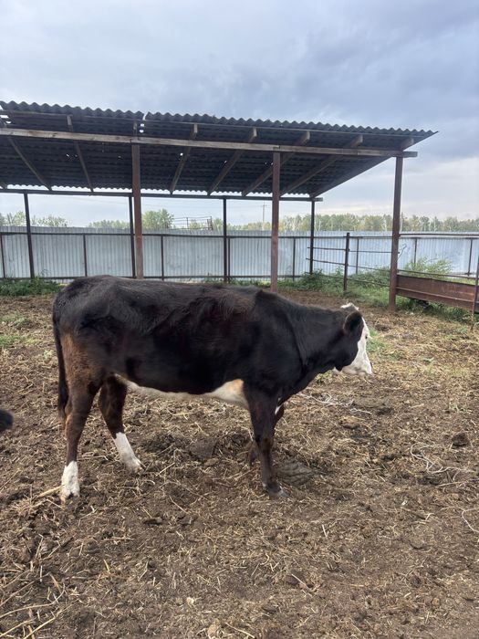 Продам годовалую телку, стельная