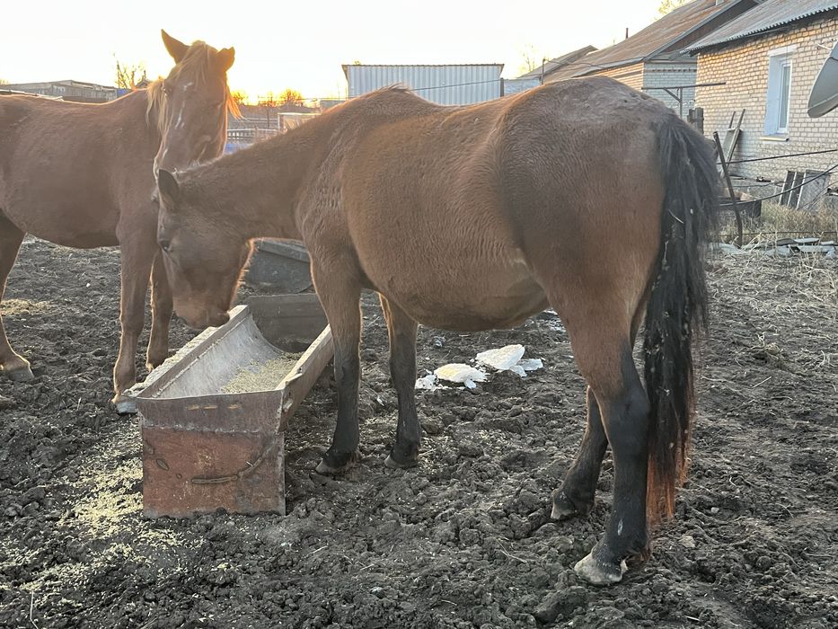 Продам двух кобыл