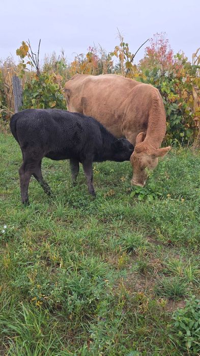 Vacă de vânzare cu vitică angus