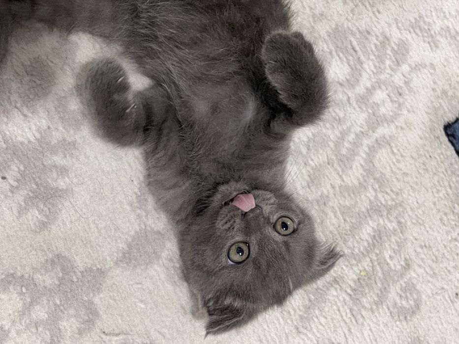 Продам котенка скотиш фолд