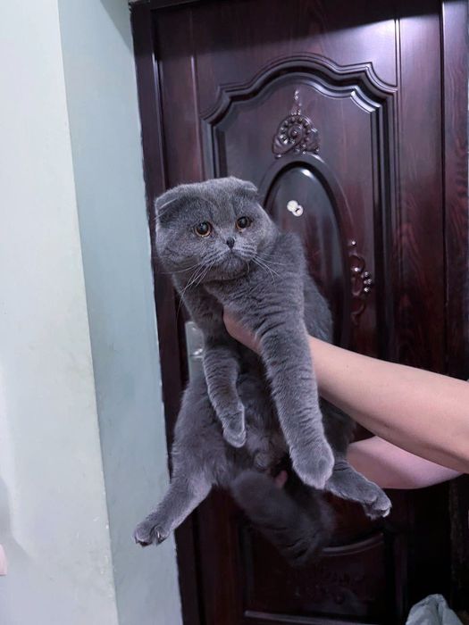 Кот Скотиш фолд мальчик