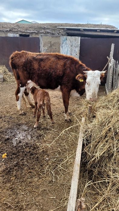 Сиыр сатылады бузауымен бирге