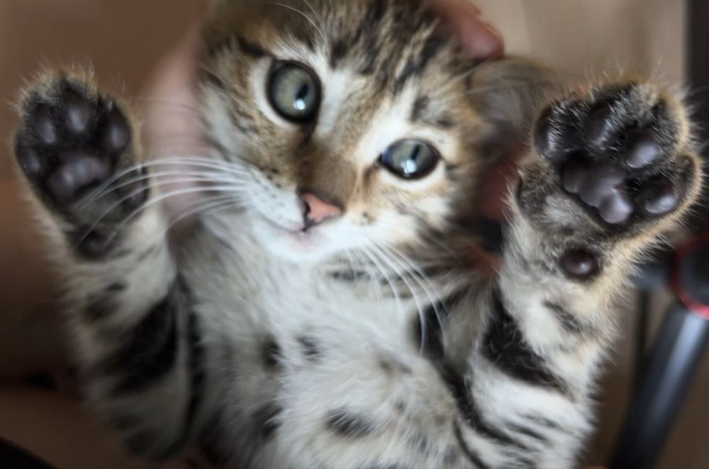Отдам красивого котенка