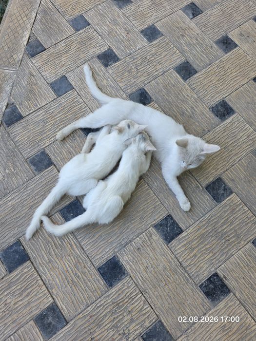 Бесплатно кошки пародный