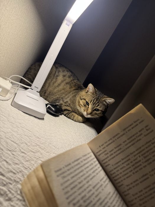 Отдам кота в добрые руки