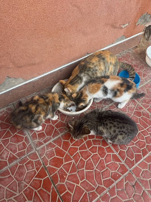 Mushuklar bor tekinga beriladi