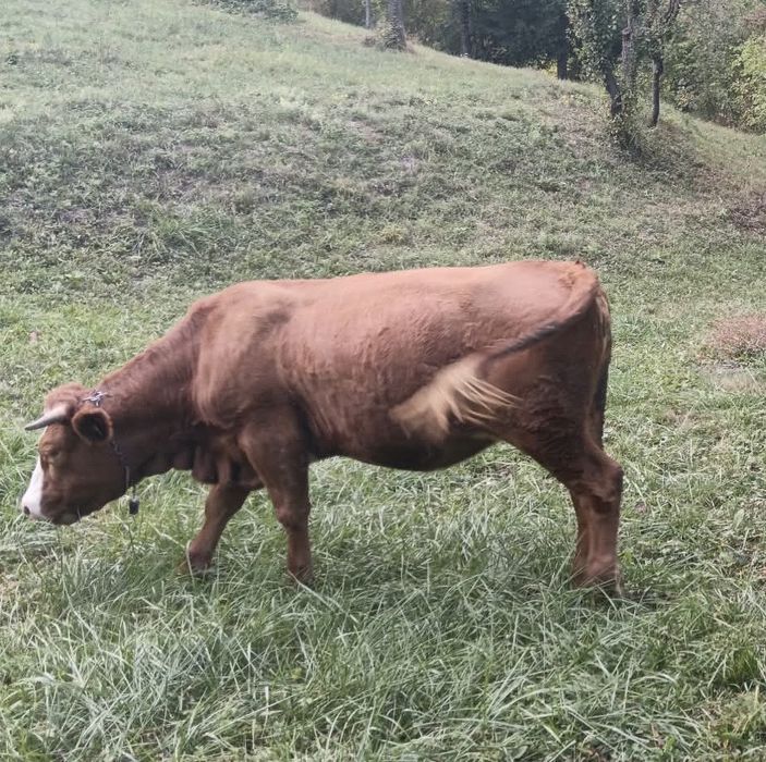 Vaca de vanzare gestanta