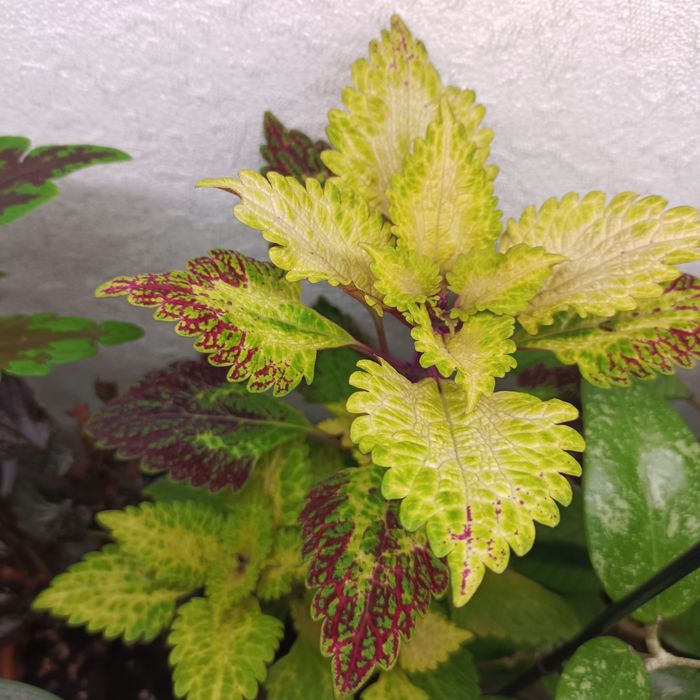 Комнатные растения