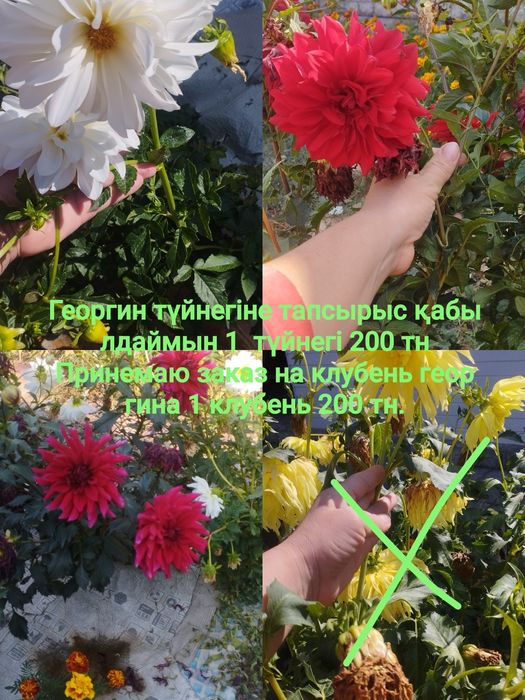 Гүлдер тұқымы, семена Цветов