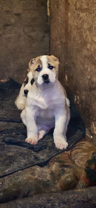 Продам боевых щенков