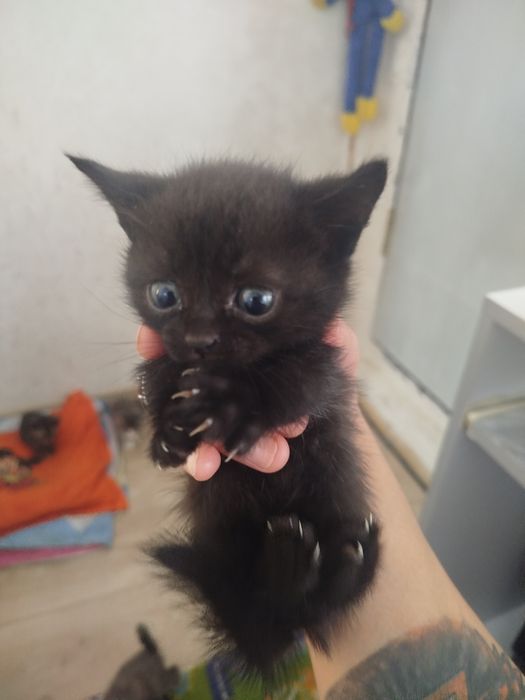 Отдам даром котенка