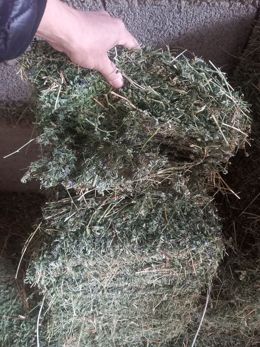 Сабан и жонышка Тассайда тур