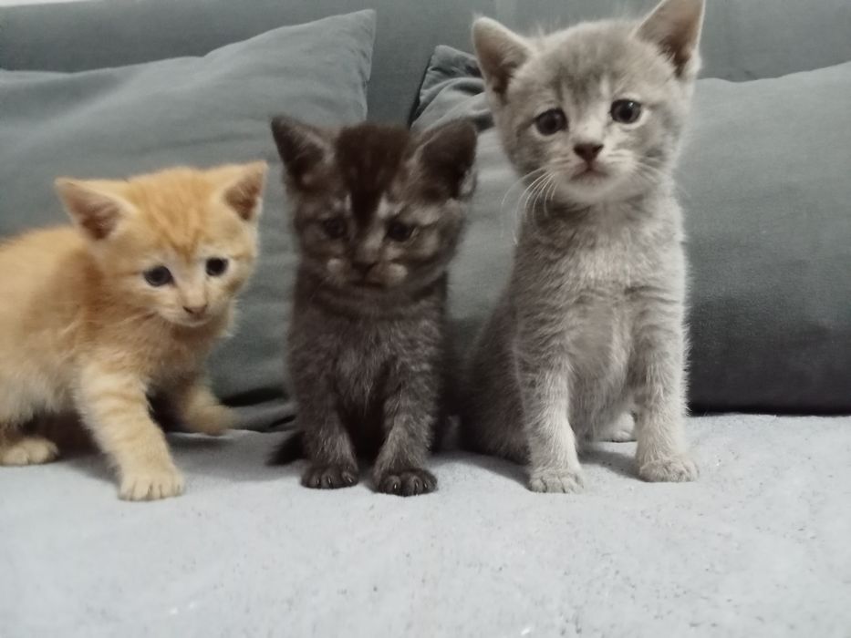 Отдам котят в хорошие руки