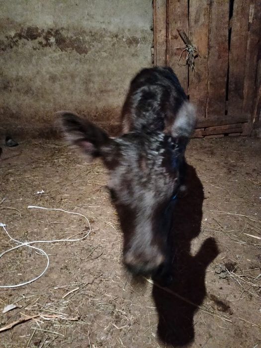 Бузаулар сатылады сутты сиырлардың баласы