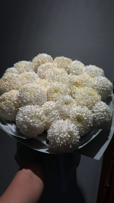 цветы помпоновые хризантемы