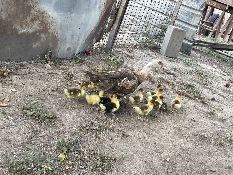 Продаются утка с утятами